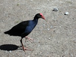 Pūkeko | Pukeko. Adult showing feet. Christchurch, January 2009. Image © James Mortimer by James Mortimer.