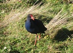 Pūkeko | Pukeko. Adult with head turned. Christchurch, July 2012. Image © James Mortimer by James Mortimer.