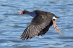 Pūkeko | Pukeko. Adult, taking flight. Whakapuaka ponds, Nelson, October 2018. Image © Rob Lynch by Rob Lynch.