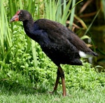 Pūkeko | Pukeko. Immature. Wanganui, December 2007. Image © Ormond Torr by Ormond Torr.