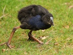 Pūkeko | Pukeko. Juvenile. Wanganui, April 2012. Image © Ormond Torr by Ormond Torr.