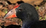 Pūkeko | Pukeko. Head of immature. Wanganui, August 2014. Image © Ormond Torr by Ormond Torr.