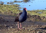 Pūkeko | Pukeko. Adult. Christchurch, July 2012. Image © James Mortimer by James Mortimer.