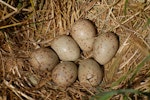 Pūkeko | Pukeko. Nest with six eggs. North Shore Auckland, December 2008. Image © Peter Reese by Peter Reese.