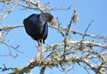 Pūkeko | Pukeko. Adult perched in tree. Auckland, August 2014. Image © Marie-Louise Myburgh by Marie-Louise Myburgh.