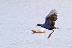 Pūkeko | Pukeko. Adult in flight about to land. Tauranga, January 2013. Image © Raewyn Adams by Raewyn Adams.