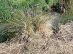 Pūkeko | Pukeko. Nest with egg. Waikato, September 2012. Image © Joke Baars by Joke Baars.