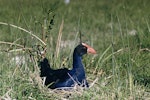 Pūkeko | Pukeko. Adult on nest. Harts Creek, Lake Ellesmere. Image © Department of Conservation (image ref: 10029819) by Peter Morrison, Department of Conservation.