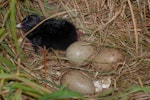 Pūkeko | Pukeko. Nest with chick and three eggs. North Shore Auckland, November 2008. Image © Peter Reese by Peter Reese.