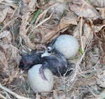 Pūkeko | Pukeko. Muddied eggs and newly born chick. Lower Wairau, October 2012. Image © Will Parsons by Will Parsons.