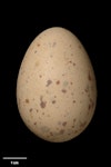 Pūkeko | Pukeko. Egg 51.9 x 36.4 mm (NMNZ OR.007713, collected by Edgar Stead). Lake Ellesmere, January 1938. Image © Te Papa by Jean-Claude Stahl.