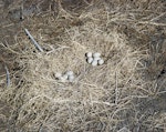 Pūkeko | Pukeko. Double nest with 11 eggs. Birdlings Flat, Lake Ellesmere, January 1959. Image © Department of Conservation (image ref: 10031755) by Peter Morrison, Department of Conservation.