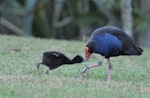 Pūkeko | Pukeko. Adult feeding chick. Auckland, February 2015. Image © Marie-Louise Myburgh by Marie-Louise Myburgh.