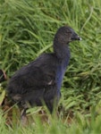 Pūkeko | Pukeko. Chick shedding the last of its down. Travis Wetland, Christchurch, November 2012. Image © Steve Attwood by Steve Attwood.