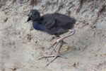 Pūkeko | Pukeko. Large chick. Lake Okarito, December 2010. Image © Glenda Rees by Glenda Rees.