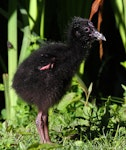 Pūkeko | Pukeko. Chick. Wanganui, December 2011. Image © Ormond Torr by Ormond Torr.