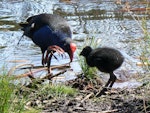 Pūkeko | Pukeko. Adult and chick. Hamilton Lake, December 2006. Image © Joke Baars by Joke Baars.