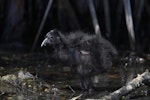 Pūkeko | Pukeko. Large chick. Western Springs, Auckland, August 2020. Image © Zion Cooper by Zion Cooper.