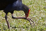 Pūkeko | Pukeko. Using foot to hold food. Hamilton Lake, January 2011. Image © Raewyn Adams by Raewyn Adams.