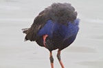 Pūkeko | Pukeko. Preening. Tauranga, February 2011. Image © Raewyn Adams by Raewyn Adams.