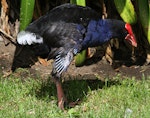 Pūkeko | Pukeko. Adult in wing moult. Wanganui, December 2011. Image © Ormond Torr by Ormond Torr.