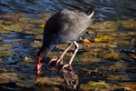 Pūkeko | Pukeko. Adult drinking. North Shore Auckland, July 2010. Image © Peter Reese by Peter Reese.