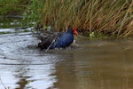 Pūkeko | Pukeko. Adult bathing. Canterbury, October 2008. Image © Peter Reese by Peter Reese.