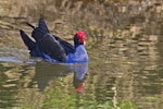 Pūkeko | Pukeko. Swimming. Tauranga, July 2012. Image © Raewyn Adams by Raewyn Adams.