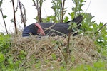 Pūkeko | Pukeko. Adult on nest. Christchurch, October 2012. Image © Steve Attwood by Steve Attwood.