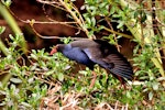 Pūkeko | Pukeko. Adult stretching wings. Western Springs, Auckland, December 2009. Image © Cheryl Marriner by Cheryl Marriner.