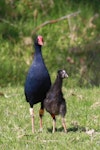 Pūkeko | Pukeko. Adult and juvenile. Tawharanui Regional Park, November 2010. Image © Constance O'Connor by Constance O'Connor.