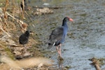 Pūkeko | Pukeko. Adult with chick. Lake Rotoiti, April 2010. Image © Peter Reese by Peter Reese.