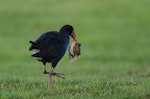 Pūkeko | Pukeko. Adult holding a song thrush fledgling. Tawharanui Regional Park, North Auckland, September 2015. Image © Bartek Wypych by Bartek Wypych.