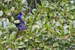 Pūkeko | Pukeko. Perching in tree. Whakatane, February 2012. Image © Raewyn Adams by Raewyn Adams.