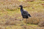 Pūkeko | Pukeko. Juvenile. Otago Peninsula, March 2008. Image © Larry Lee by Larry Lee.