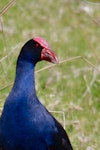 Pūkeko | Pukeko. Adult showing prominent frontal shield. Tawharanui Regional Park, November 2010. Image © Constance O'Connor by Constance O'Connor.