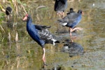 Pūkeko | Pukeko. Adult with unusual feather patterning. Lake Rotoiti, April 2010. Image © Peter Reese by Peter Reese.