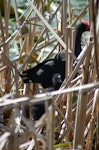 Pūkeko | Pukeko. Adult and chick in nest. Wanganui, January 2008. Image © Corey Mosen by Corey Mosen.