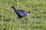 Pūkeko | Pukeko. Immature bird running. Tauranga, June 2013. Image © Raewyn Adams by Raewyn Adams.