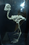 North Island takahe | Moho. Mounted skeleton. Waitomo Caves. Image © Alan Tennyson & Waitomo Caves Discovery Centre by Alan Tennyson.