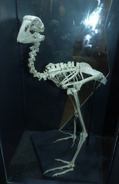 North Island takahe | Moho. Mounted skeleton. Waitomo Caves. Image © Alan Tennyson & Waitomo Caves Discovery Centre by Alan Tennyson.