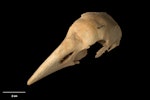 North Island takahe | Moho. Skull (oblique). Te Papa S.024736. Ruakokoputuna, Martinborough, January 1971. Image © Te Papa.