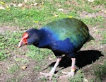 South Island takahe | Takahē. Adult. Mana Island, May 2006. Image © Ian Armitage by Ian Armitage.