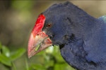 South Island takahe | Takahē. Close view of head. Tiritiri Matangi Island, August 2012. Image © Glenda Rees by Glenda Rees.