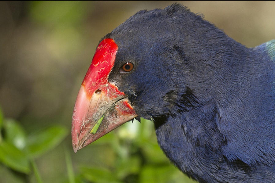 South Island takahe | Takahē. Close view of head. Tiritiri Matangi Island, August 2012. Image © Glenda Rees by Glenda Rees.