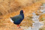 South Island takahe | Takahē. Adult. Saxon Hut, Heaphy Track, Nelson, September 2019. Image © Bradley Shields by Bradley Shields.