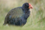 South Island takahe | Takahē. Adult showing green iridescence on feathers. Kapiti Island, May 2009. Image © Craig McKenzie by Craig McKenzie.