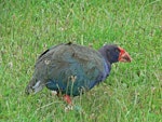 South Island takahe | Takahē. Adult (translocated bird). Mana Island, December 2009. Image © Peter Frost by Peter Frost.