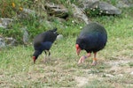 South Island takahe | Takahē. Adult takahe (right) with adult pukeko for comparison. Maud Island, February 2007. Image © David Boyle by David Boyle.