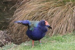 South Island takahe | Takahē. Adult raising wings. Mount Bruce Wildlife Centre, July 2011. Image © Bart Ellenbroek by Bart Ellenbroek.